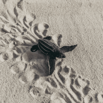 Protecting Leatherback Sea Turtles with Florida Atlantic University: Science in Action